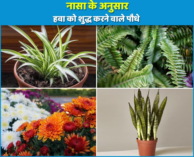 air purifying plants by nasa main