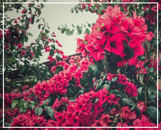 mughal garden bouganvillea