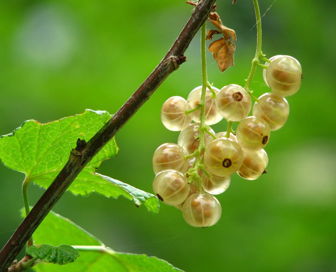 super foods for healthy hair card ()