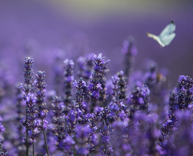 herbal facial steam for women lavender inside