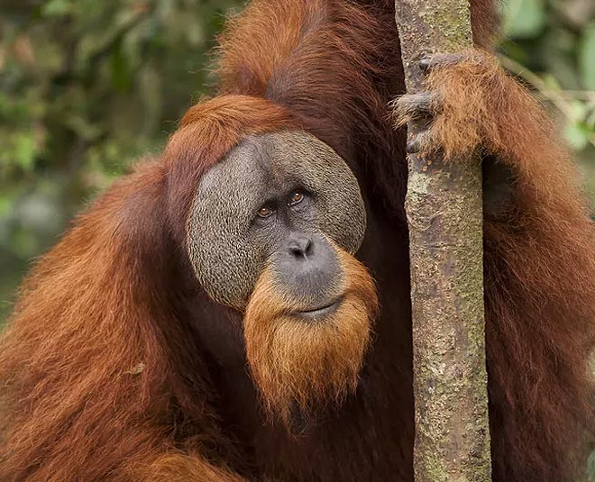 Wildlife in Indonesia