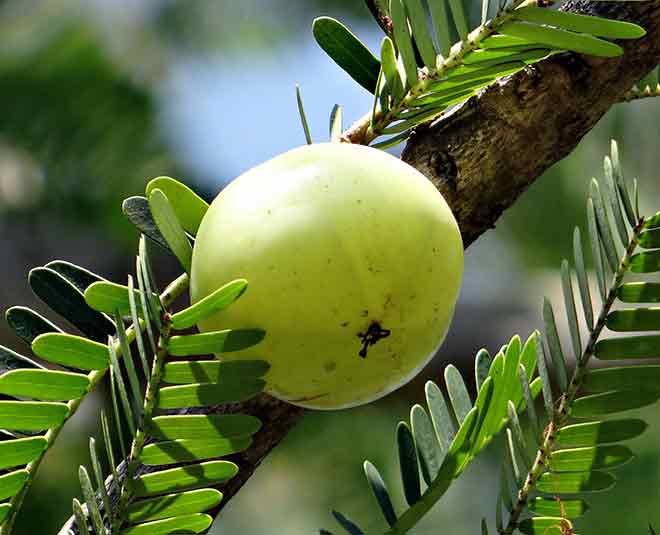 amla vitamin c monsoon