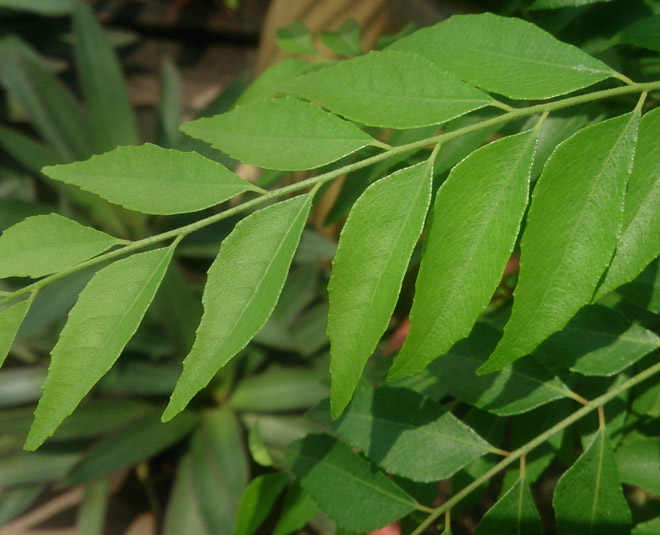 curry leaves for white hair