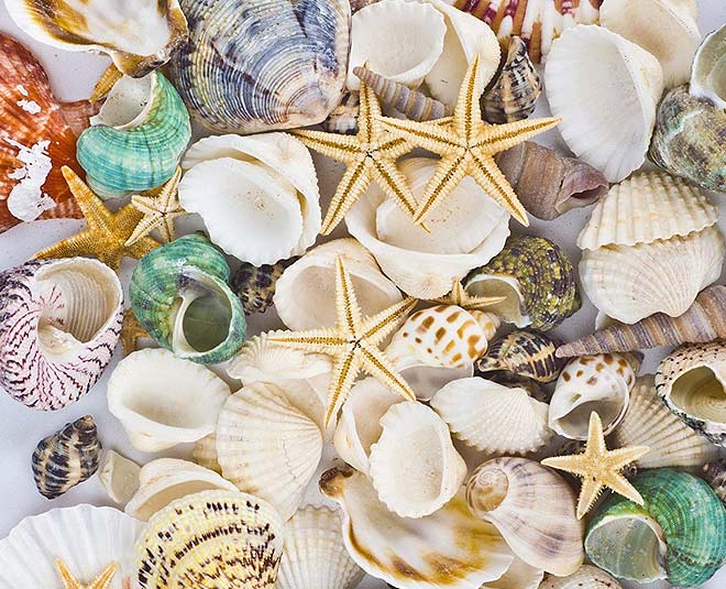 main seashell for home decor