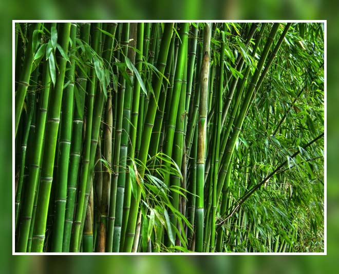 best trees according to vastu inside 