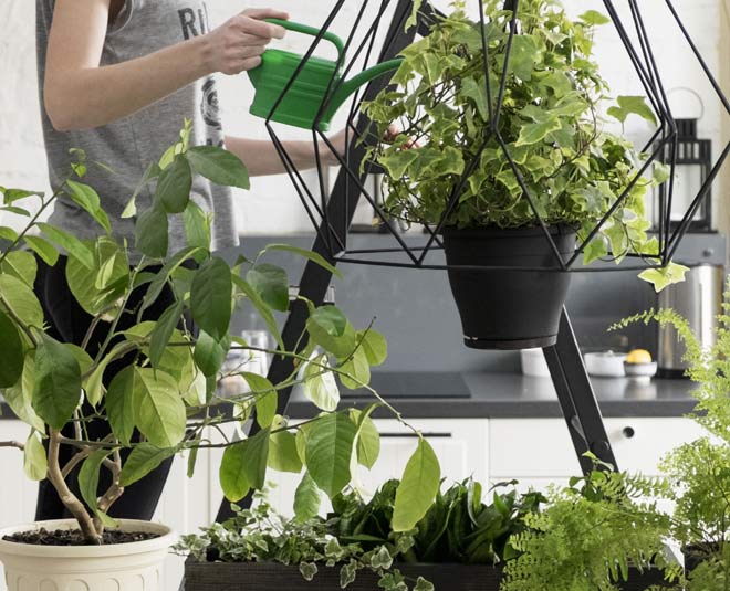 good harb for health inside 