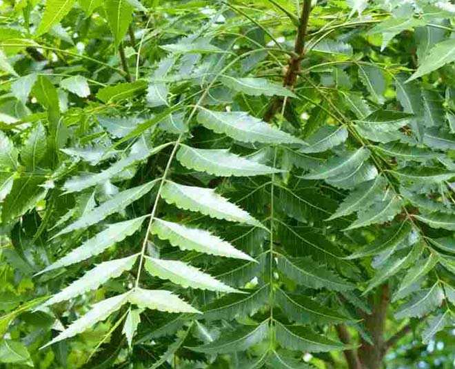 hair masks for dry hair use neem hair pack inside 