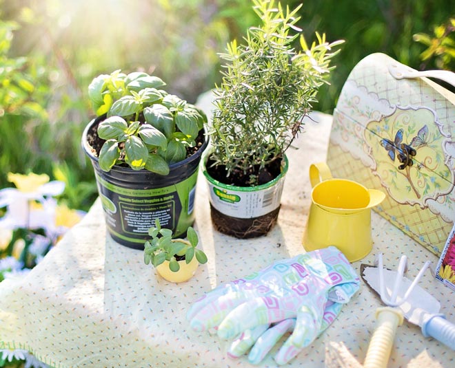 herbs for your kitchen and health inside 