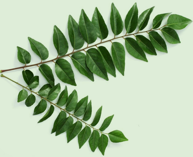 kitchen doctor curry leaves