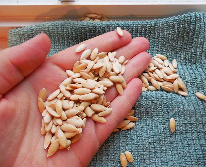 muskmelon seeds online