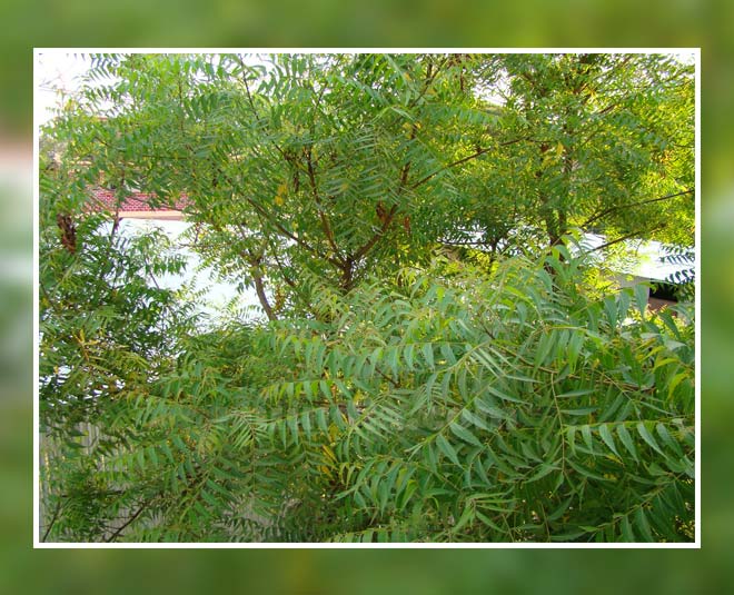 Vastu Tips These Plants And Trees Give Happiness And Prosperity