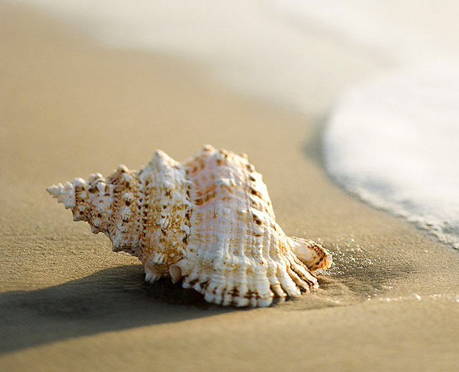 shankh for pooja inside 