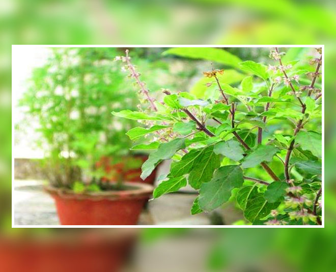 tulsi gives positive energy inside 