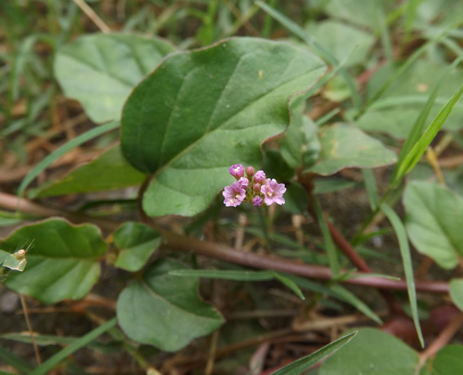 Punarnava benefits for kidney