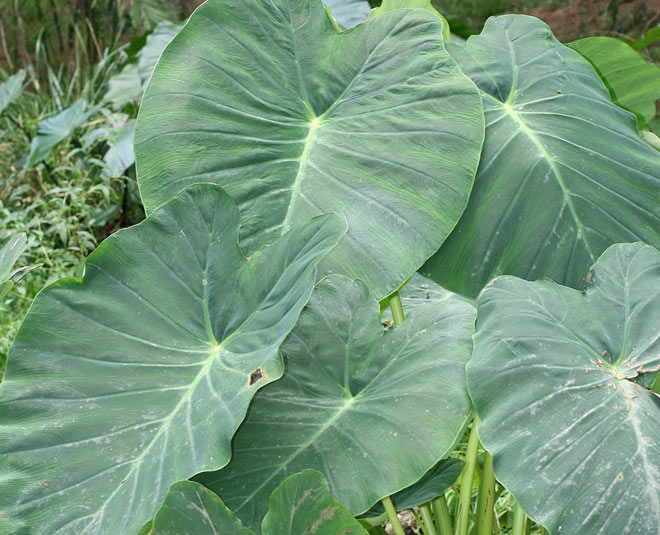 arbi patte ki sabji inside 