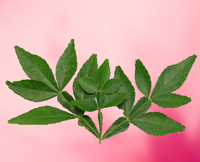 leaves bilva shivratri