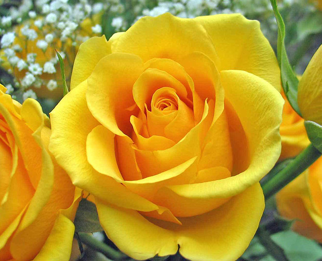 Know About The Benefits Of Rose