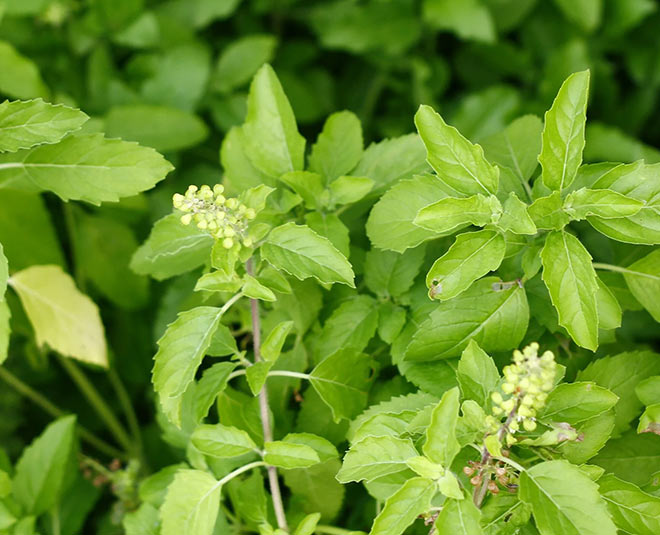 Tulsi Has Amazing Health Benefits But These Beauty Face Packs Are Gold