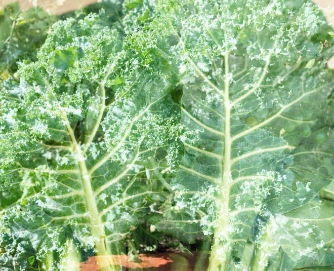 vitamin k rich collard