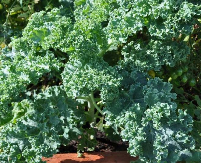 vitamin k rich kale inside