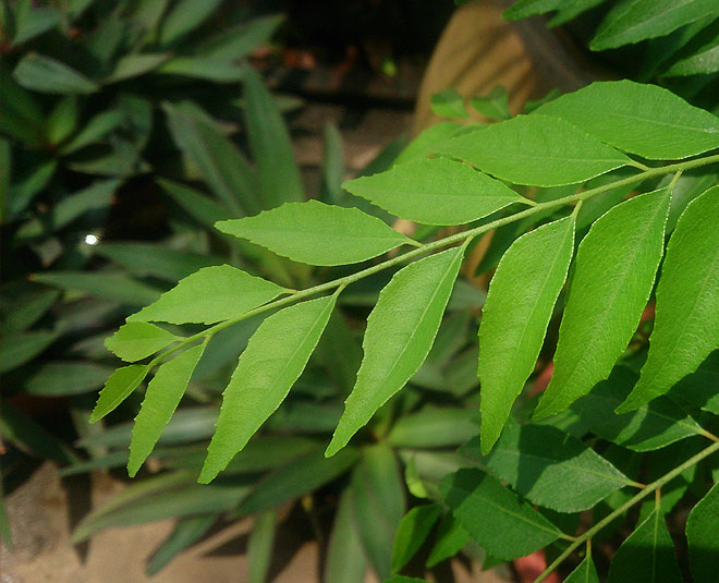 These Curry Leaves Packs Will Help In Hair Growth And More! | HerZindagi