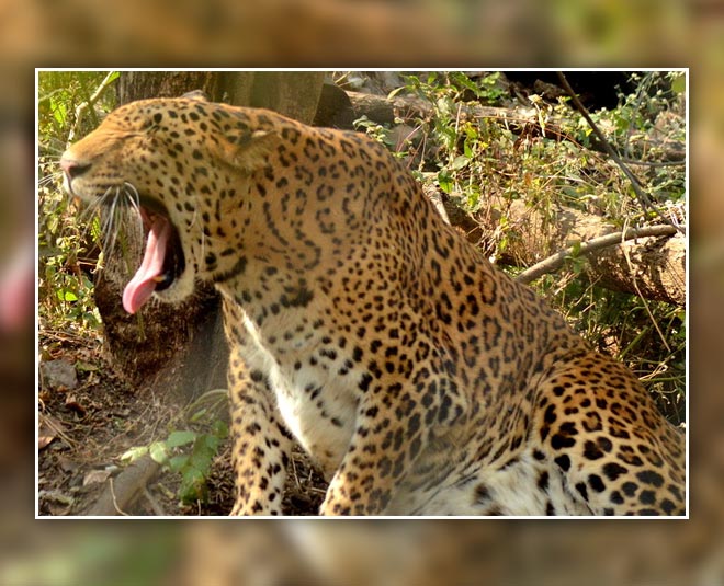 koyna wildlife sanctuary for kids maharashtra