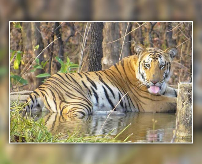 koyna wildlife sanctuary inside 