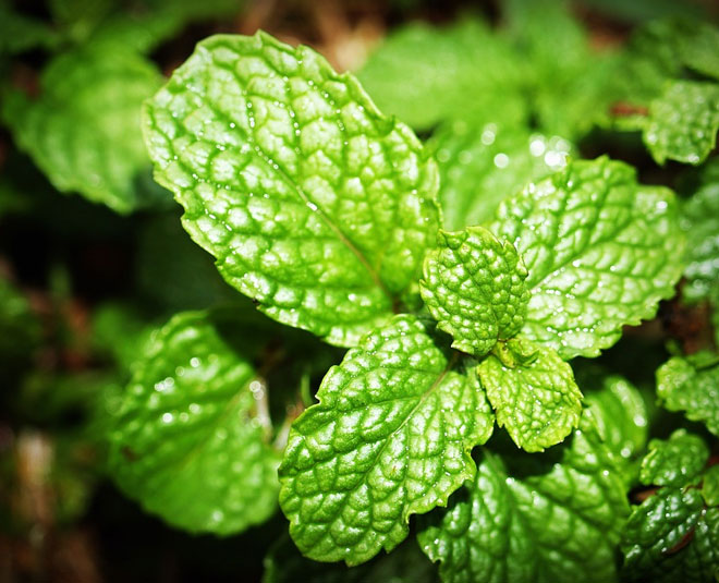 mint beauty benefits remove acne pimples inside 