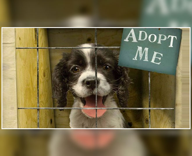 pet adoption birthday special