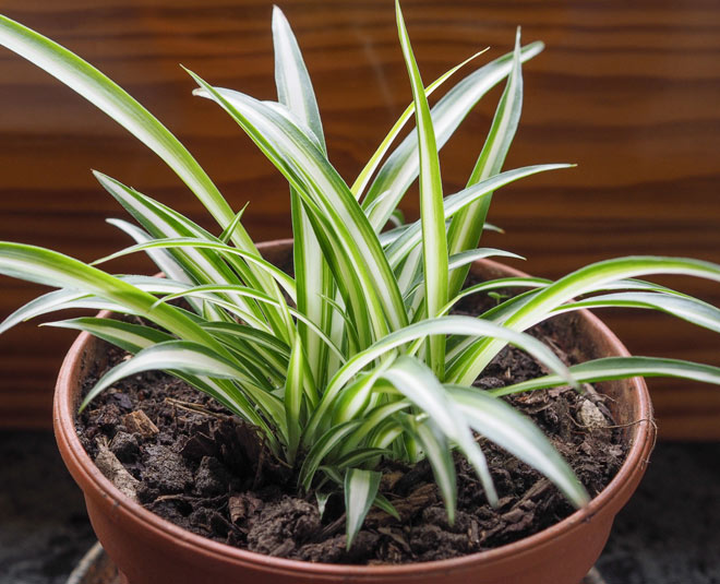 air purifying plants