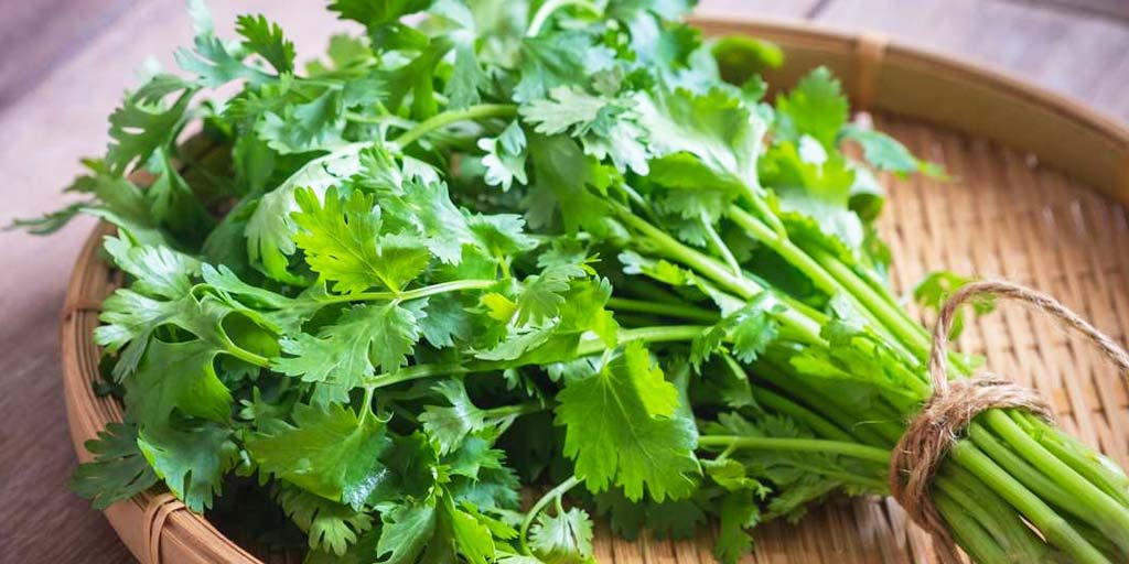 These Benefits Of Coriander Leaves Will Compel You To Add Them In Your