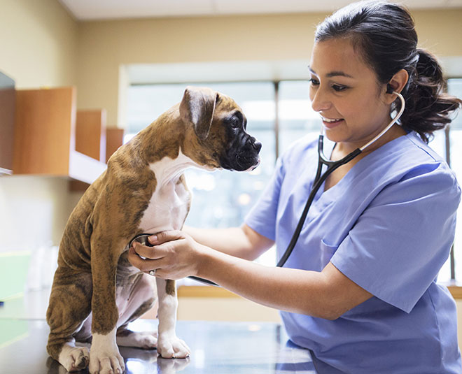 make a successful career in zoology inside one