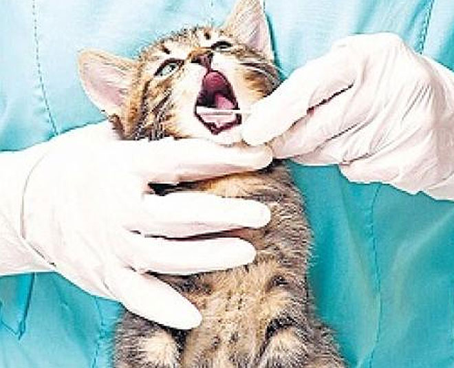 make a successful career in zoology inside three