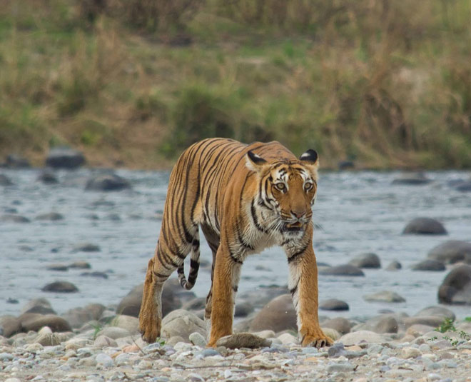 new year holiday destinations jim corbett