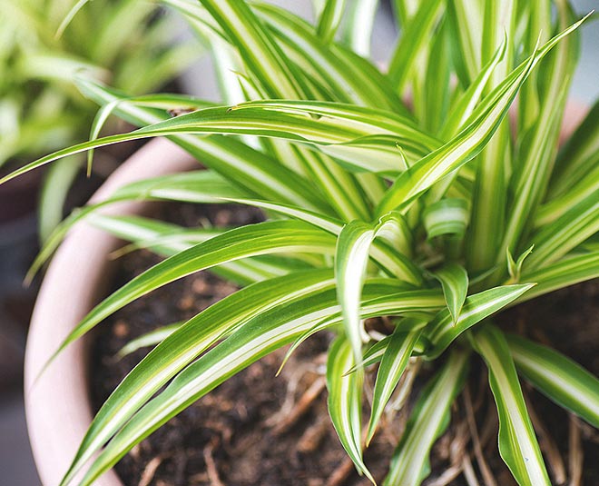 remedies of air pollution indoor plant