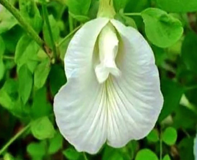 shankhpushpi and brahmi