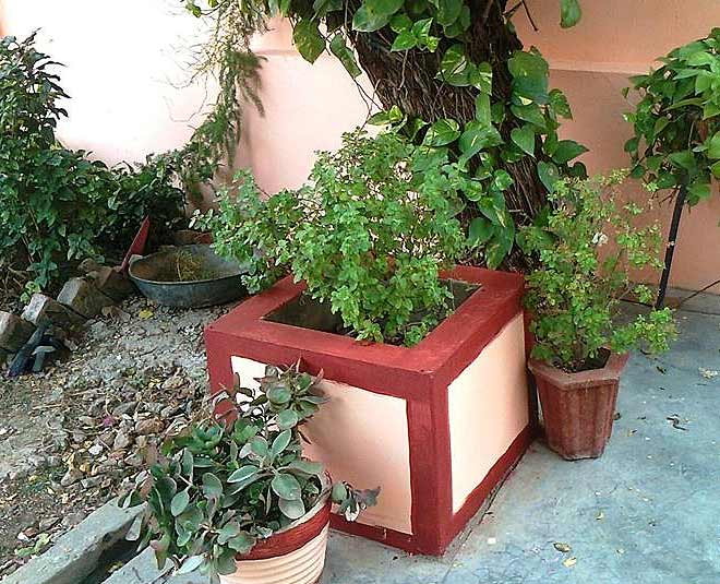 tulsi plant in west direction