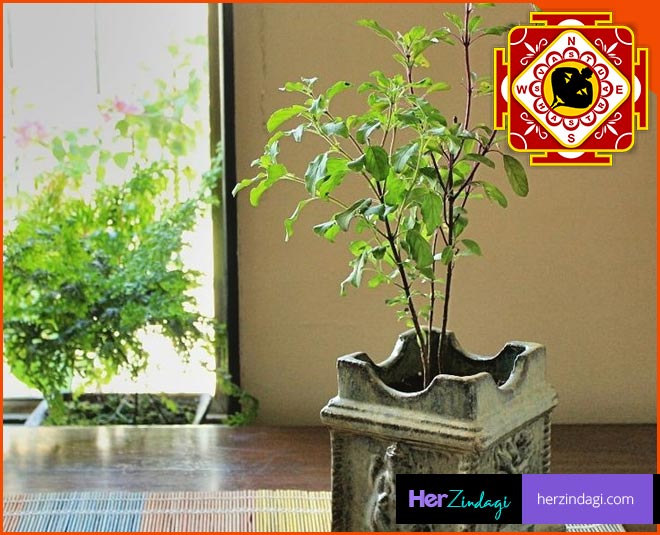 which day to plant tulsi at home