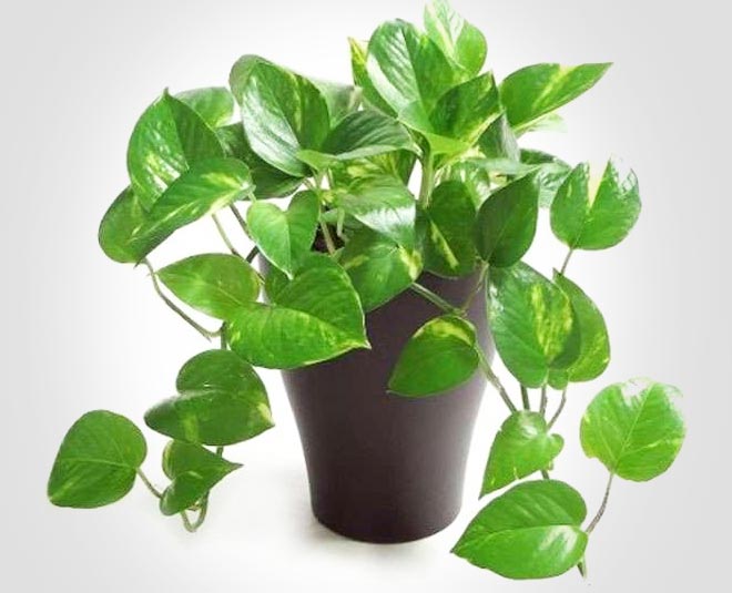 gift air purifying plant these festive season inside five