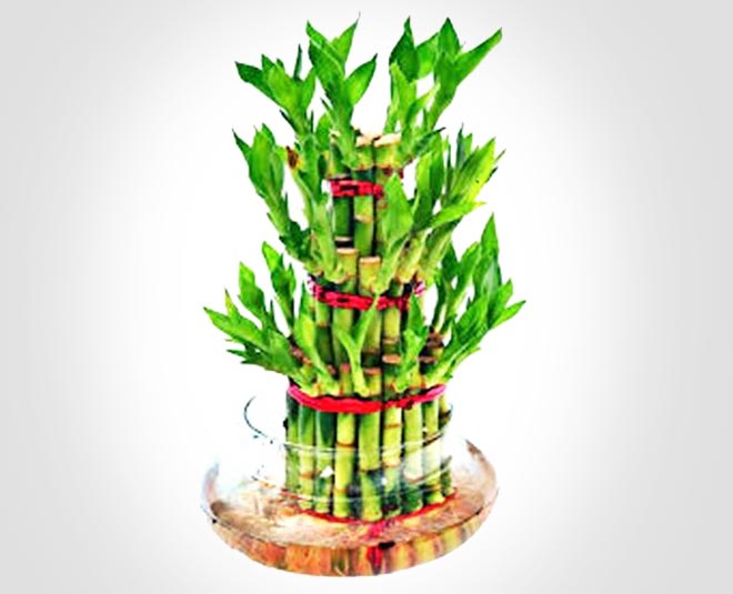 gift air purifying plant these festive season inside one