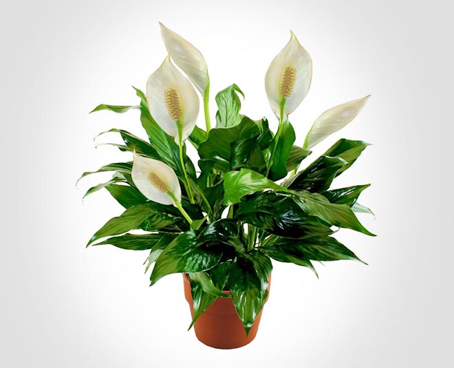gift air purifying plant these festive season inside three