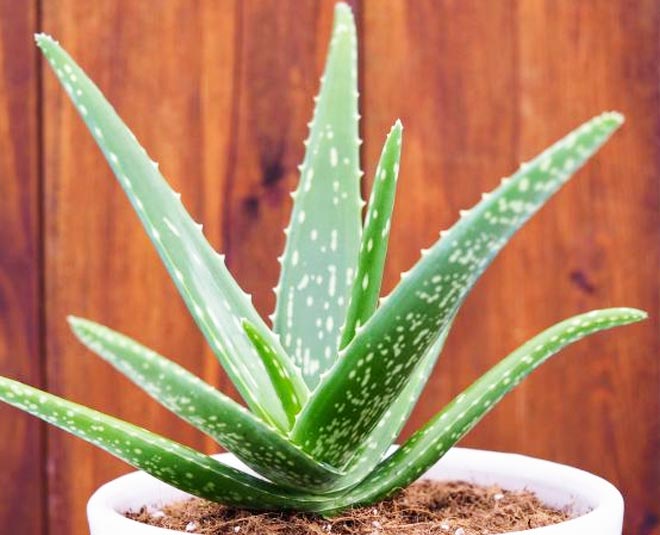 gift air purifying plant these festive season inside two