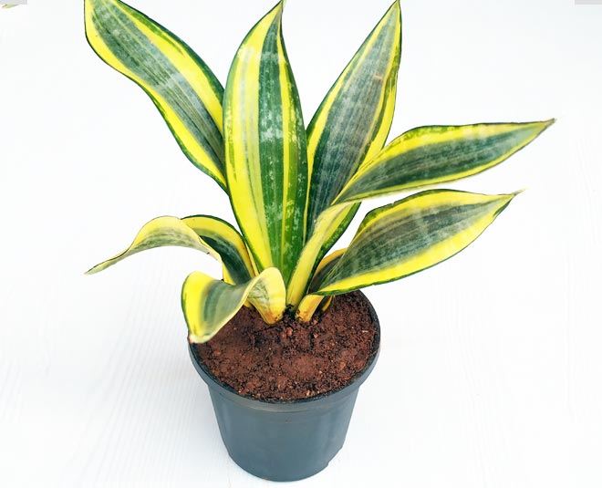 gift air purifying plant these festive season isnide four