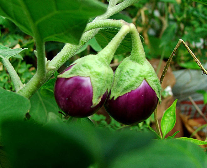 kartik month and brinjal