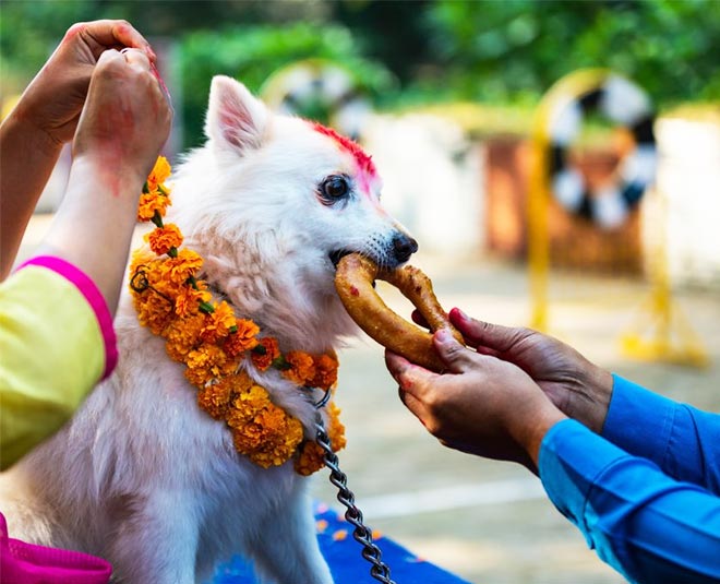 Nepal Celebrates dog Diwali Called Kukur Tihar Festival Know About Some