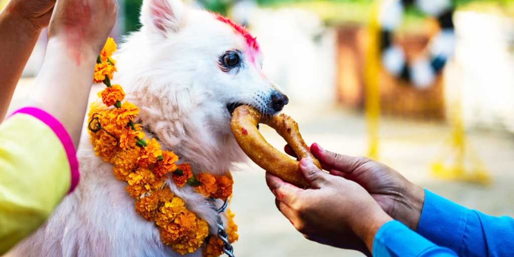 Nepal Celebrates dog Diwali Called Kukur Tihar Festival Know About Some