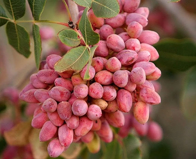 pistachio benefits and side effects