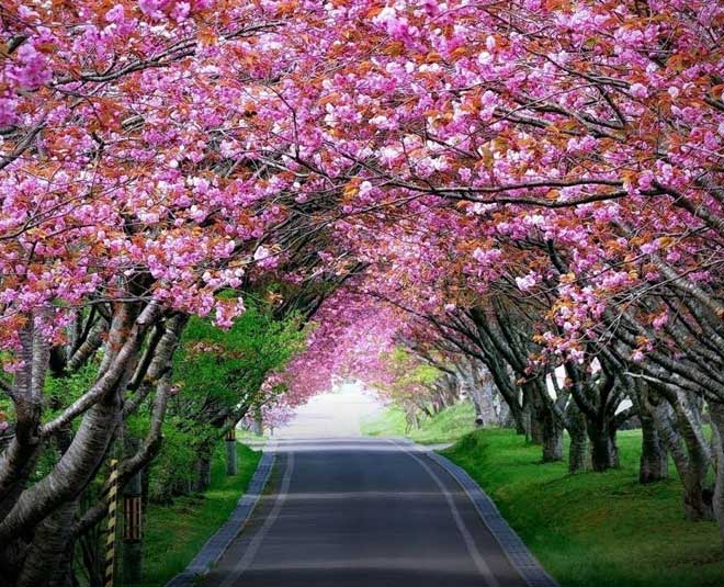Japan, Shillong Is Hosting India’s Very Own Cherry Blossom