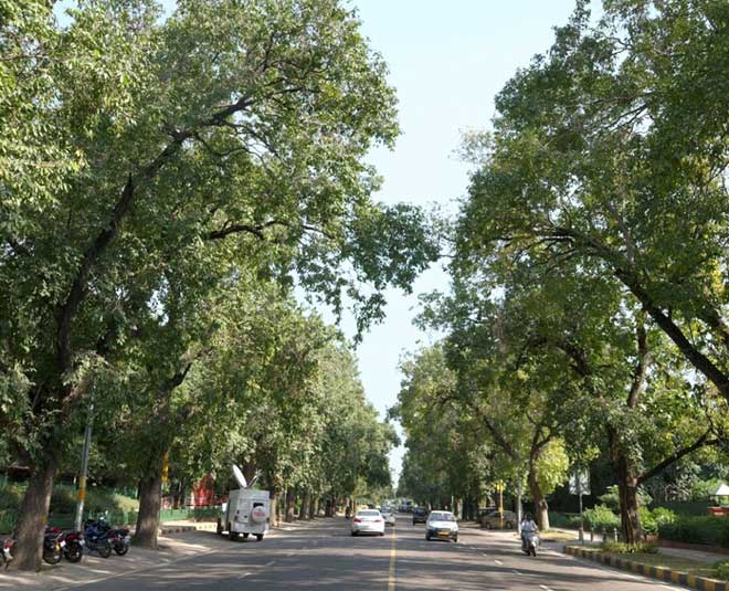 These Roads Of Delhi Are Adorned With Dense Trees Visit Here In Hindi