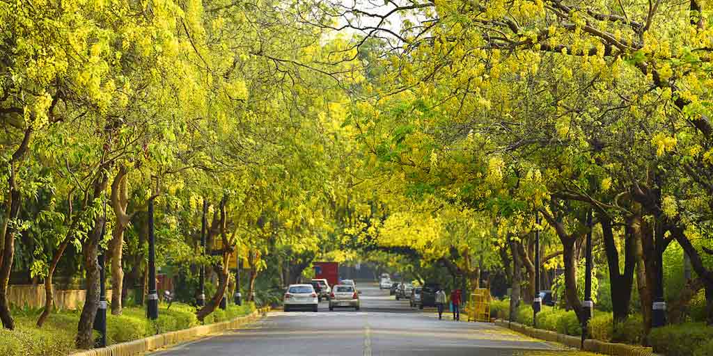 These Roads Of Delhi Are Adorned With Dense Trees Visit Here In Hindi